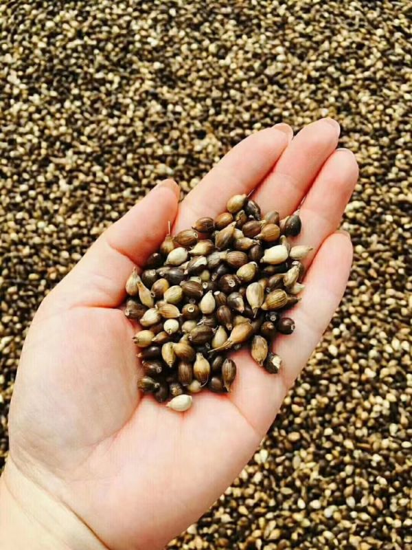 服藥期間可以飲用“懷府薏康堂”系列茶飲嗎？